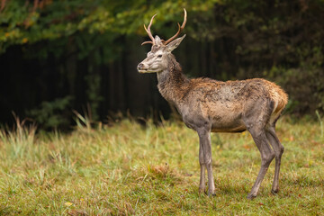 Wall Mural - watchful red deer, cervus elaphus, male standing on forest clearing in autumn moody weather. attenti
