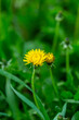 unopened, closed dandelions after rain in the park,