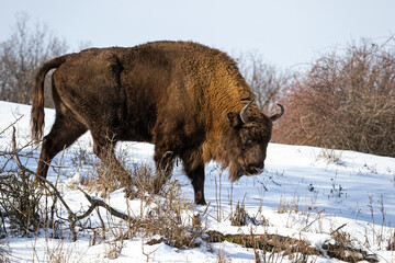 Wall Mural - Majestic european bison, bison bonasus, grazing on snowy forest meadow in winter. Male wisent looking for food. Furry wild mammal walking in freezing season. Endangered bull in conservation.