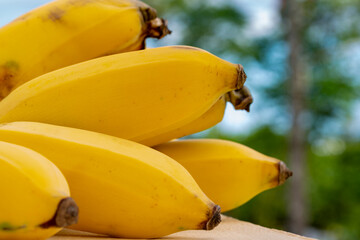 bunch of ripe yellow bananas