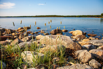 Sticker - lake in the forest