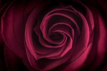 close up on maroon pink rose petals