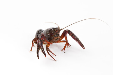 Wall Mural - Live crayfish close up isolated on a white background.