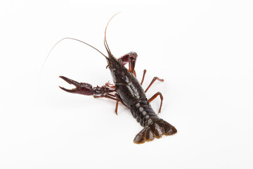 Wall Mural - Live crayfish close up isolated on a white background.