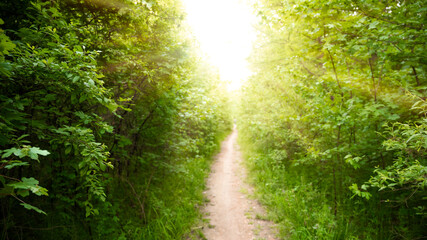 Wall Mural - Road through sunny green forest illuminated by sunlight