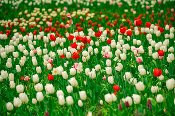 Wall Mural - Tulip field in the Netherlands with beautifully colored blooming tulips