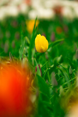 Wall Mural - Tulip field in the Netherlands with beautifully colored blooming tulips