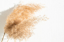 Dried Reed On White Wall In Sunlight.