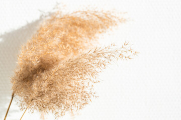 Dried reed on white wall in sunlight.