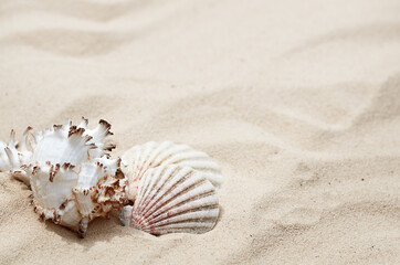 seashells on the sand in summer