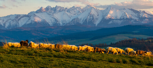 Wall Mural - A flock of sheep grazing on a mountain meadow against the backdrop of peaks at sunset Pieniny, Poland