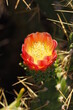 Żółtopomarańczowy kwiat kaktusa w makro zbliżeniu