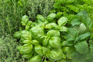 Canvas Print - Food background. Fresh herbs. Basil rosemary thyme mint