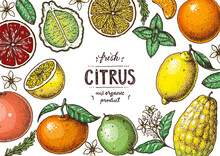 Fresh Citrus Frame. Hand Drawn Vector Illustration. Organic Food, Citrus Design Template. Colored Illustration. Citrus Collection.