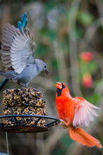 Cardinal And Catbird Having A Confrontation At A Bird Feeder.