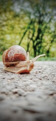 snail on the beach