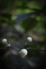 Vertical Closeup Shot Of A White Clover Or Trifolium Repens Herbaceous Perennial Plant