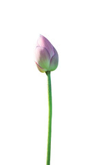 Fototapete - Lotus flower isolated on white background with Clipping Paths.