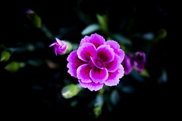 Poster - Carnation flower variety, in pink color