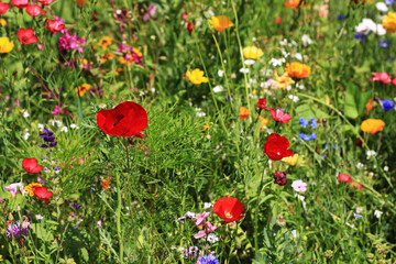 Sticker - nice meadow flowers texture