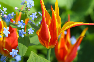 Macro photography of a two narrow-petaled scarlet tulip with interlacing petals on a blurry natural soft green background 