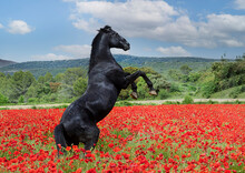 Rearing  Horse In Poppies