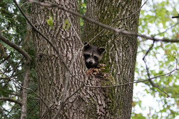 Poster - The raccoon on a tree