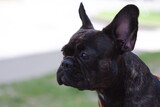 Fototapeta Desenie - portrait of a dog. french bulldog