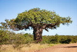 Von Wielligh's Baobab, a big and famous baobab tree Adansonia digitata in Kruger National Park, South Africa