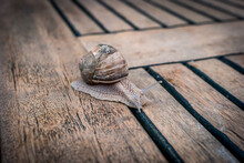 Snail Crawling On The Garden Table