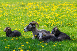 Fototapeta Konie - Sheep with her lambs resting in the shade on a meadow