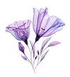Watercolor lisianthus bouquet. Hand painted artwork with two big transparent violet flower and purple leaves isolated on white. Botanical illustration for cards, wedding design