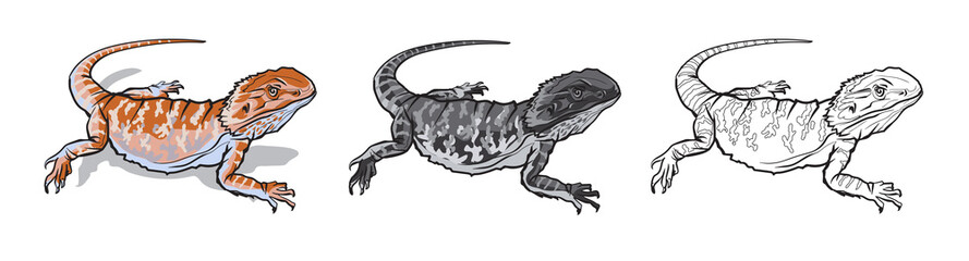 Reptile lizard animal. Reptile in natural wildlife isolated in white background. Color, black and white illustration and outline for coloring. Vector illustration