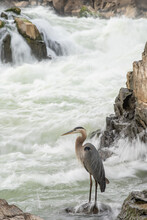 Great Blue Heron At Great Falls On The Potomac River Near Potomac, Maryland