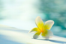 White Flower ( Plumeria And Frangipani ) And Shadow On Floor, Blur Water In Morning Light As Background With Copy Space