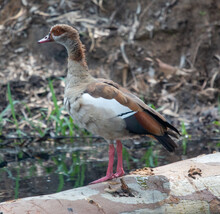 Egyptian Goose Portrait In Day