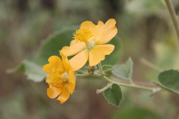 Wall Mural - Yellow apricot flowers of india