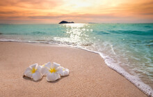White Frangipani Plumeria Flowers On Sand At The Beach Front Of The Ocean Waves Background.