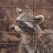 Cute raccoons in a cage in a zoo begging for food