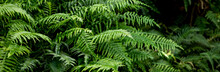 Great Green Bush Of Fern In The Forest.Ferns Leaves Green Foliage. Tropical Leaf. Exotic Forest Plant. Botany Concept. Jungles.