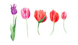 Fototapeta Tulipany - Watercolor tulips set. Botanical illustration with spring violet, red, and orange flowers and leaves