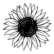 Sunflower, Hand Drawn Vector Illustration