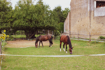 Two horses on the grass.