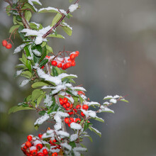 Red Berries On A Branch With Snow