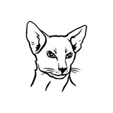 Fototapeta Koty - Bald cat. Exotic cat breed. File for printing and cutting vinyl