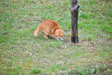 Wall Mural - Domestic cats are a great danger for small garden birds