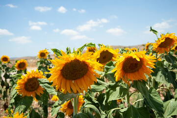 Sunflowers  field  on  sky  background.