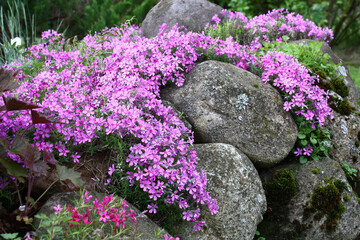 Near a large stones and other plants the phlox subulata grows and blossoms in pink flowers.