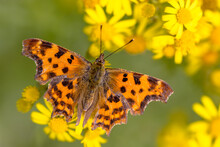 Comma Butterfly On Yellow Flowers