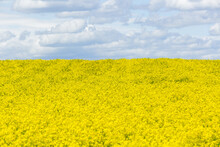 Yellow Raps On A Field With Clouds On The Horizon In The Background